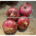 2013 new crop red onion